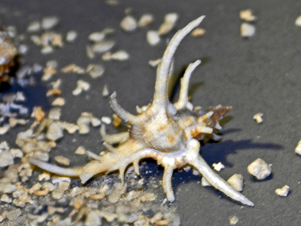 Chicoreus cervicornis