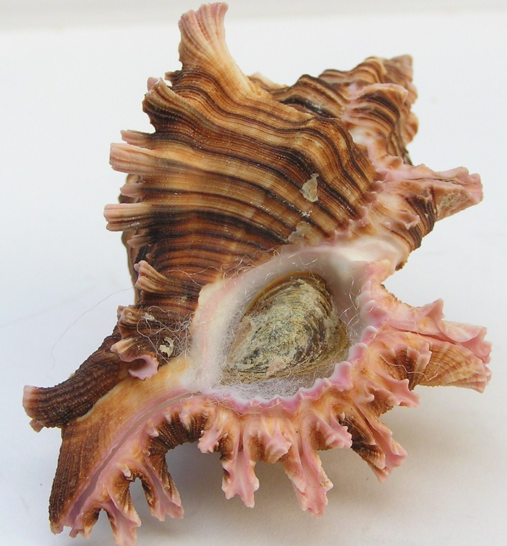 Chicoreus palmarosae