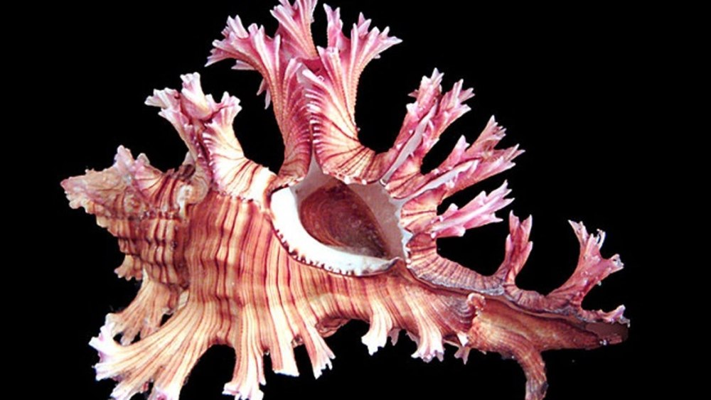 Chicoreus palmarosae