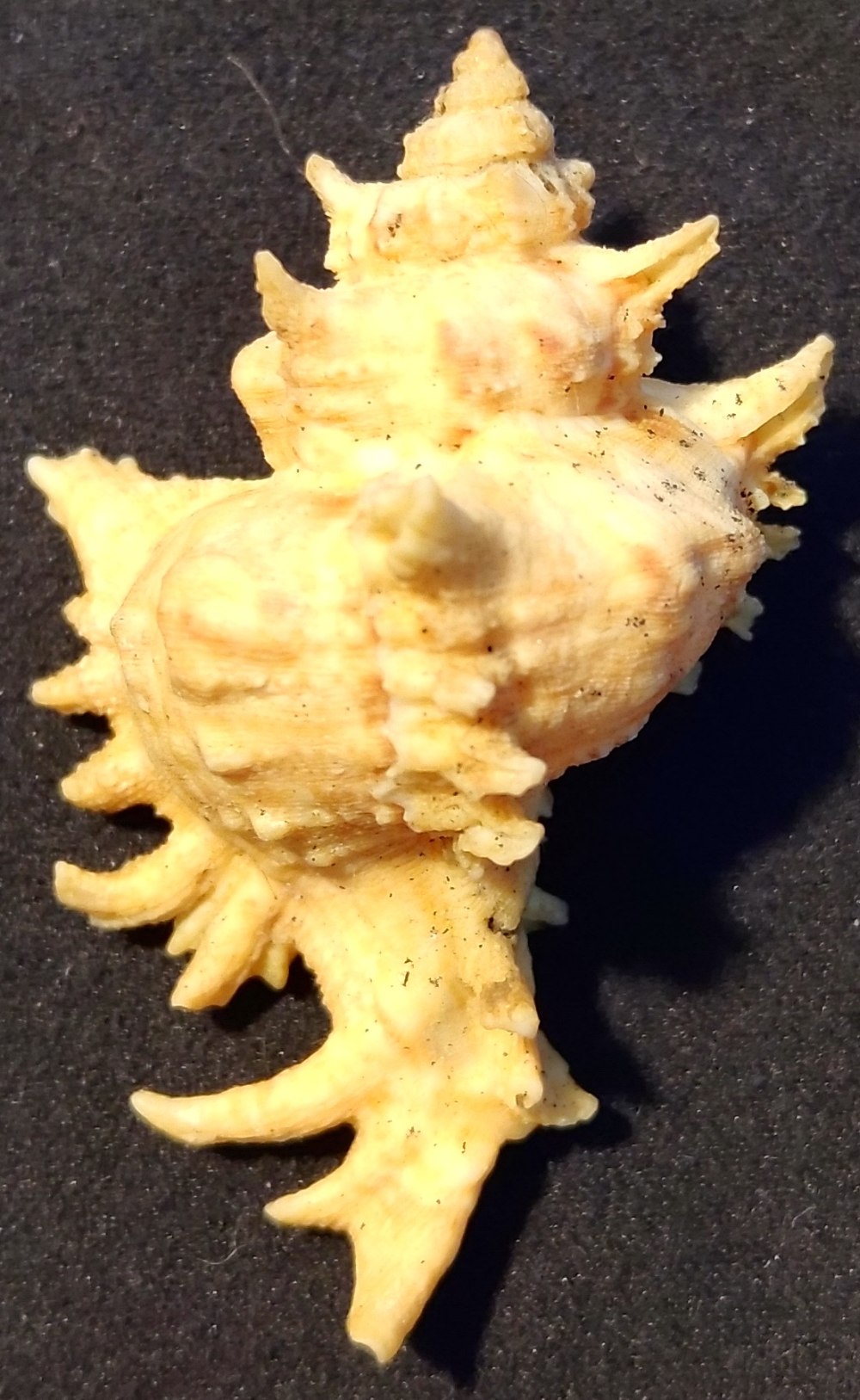 Chicoreus strigatus