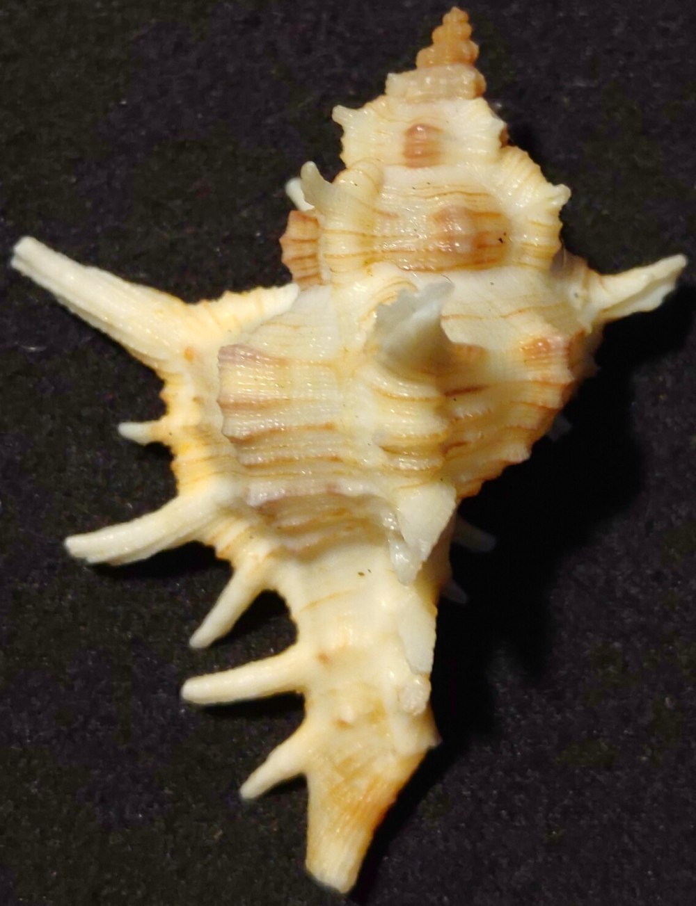 Chicoreus exuberance