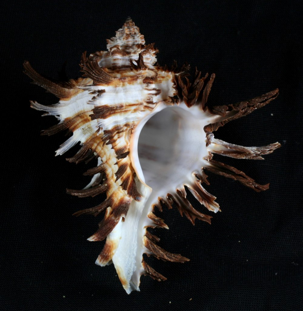 Морская Ракушка nexaplex truscahtha