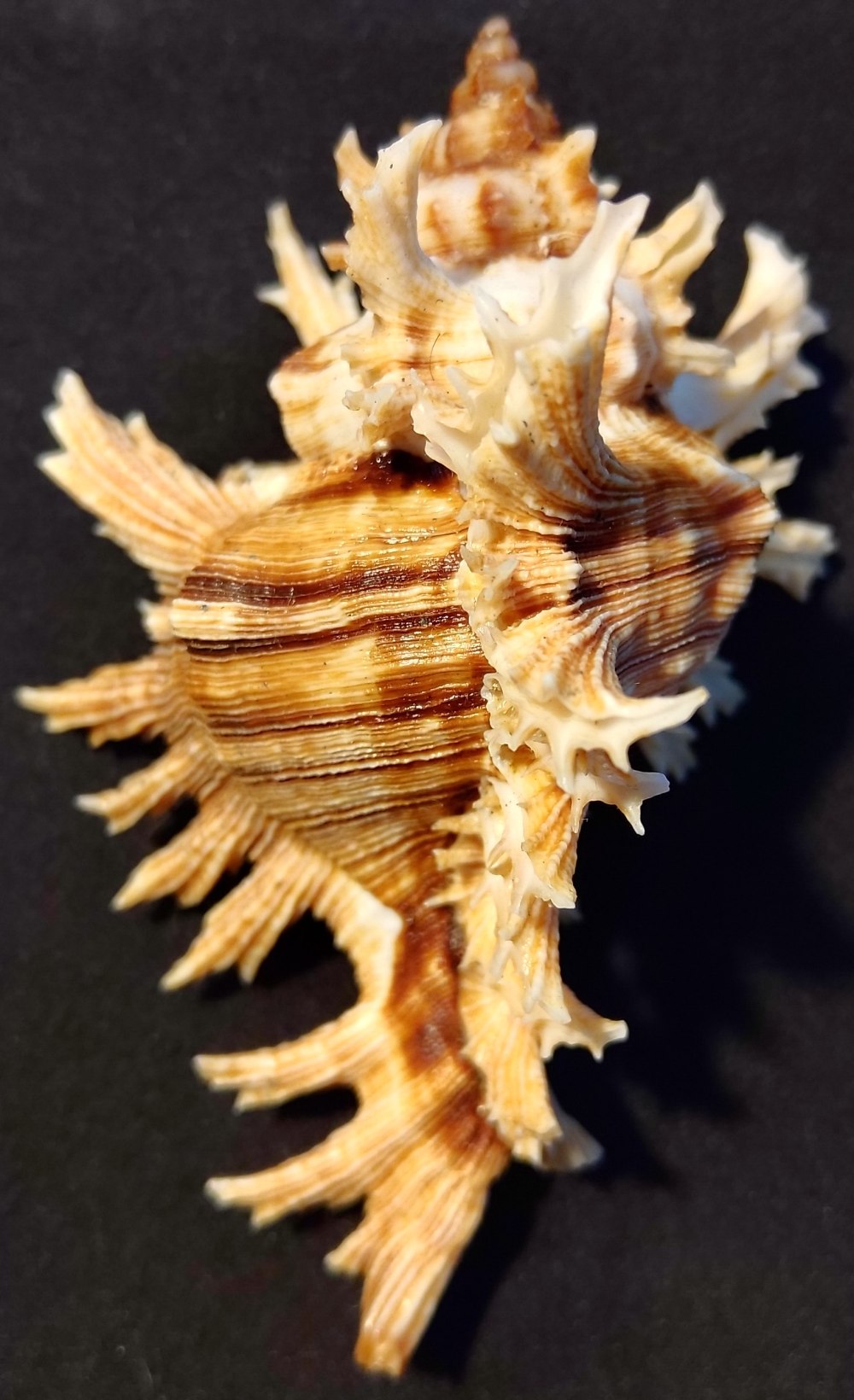 Chicoreus virgineus