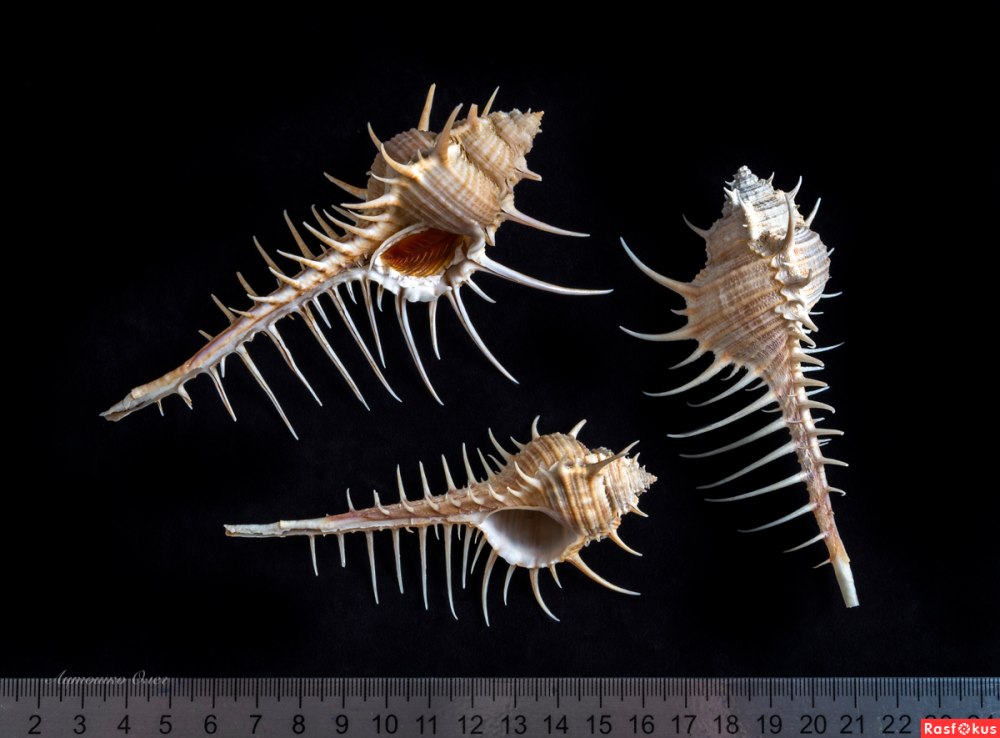 Мурекс украшенный Murex Pecten.
