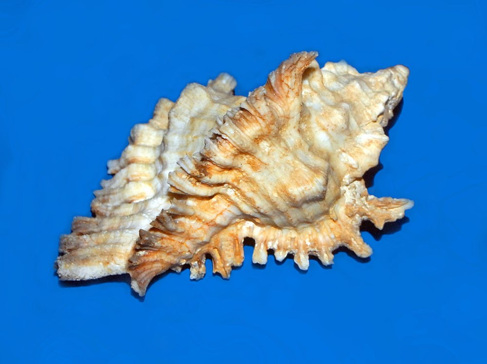 Chicoreus exuberance