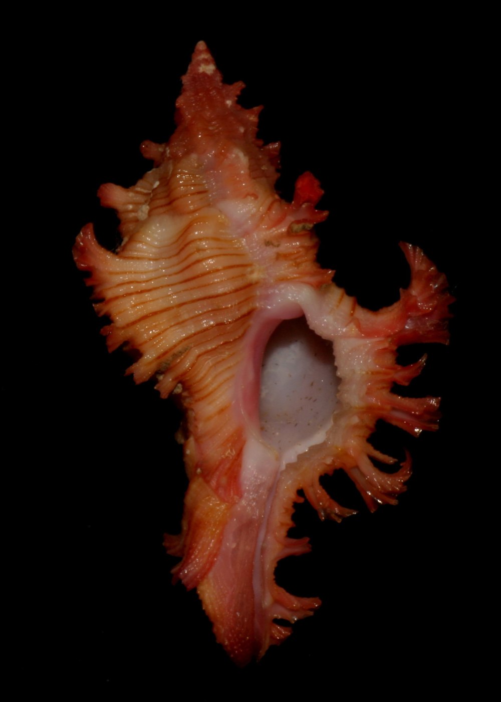 Морские раковины Murex Chicoreus