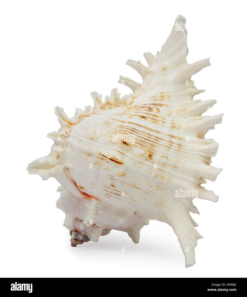 Chicoreus ramosus