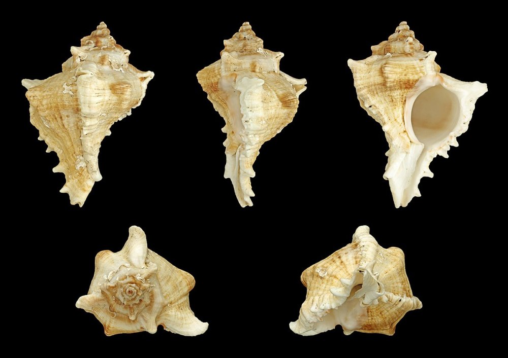 Морские раковины Murex Chicoreus