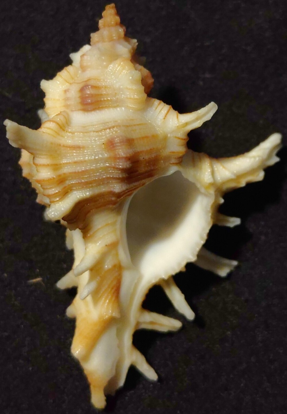 Chicoreus damicornis