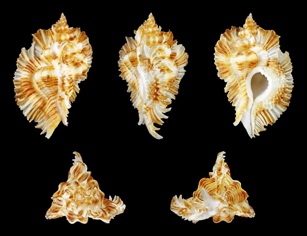 Stramonita haemastoma