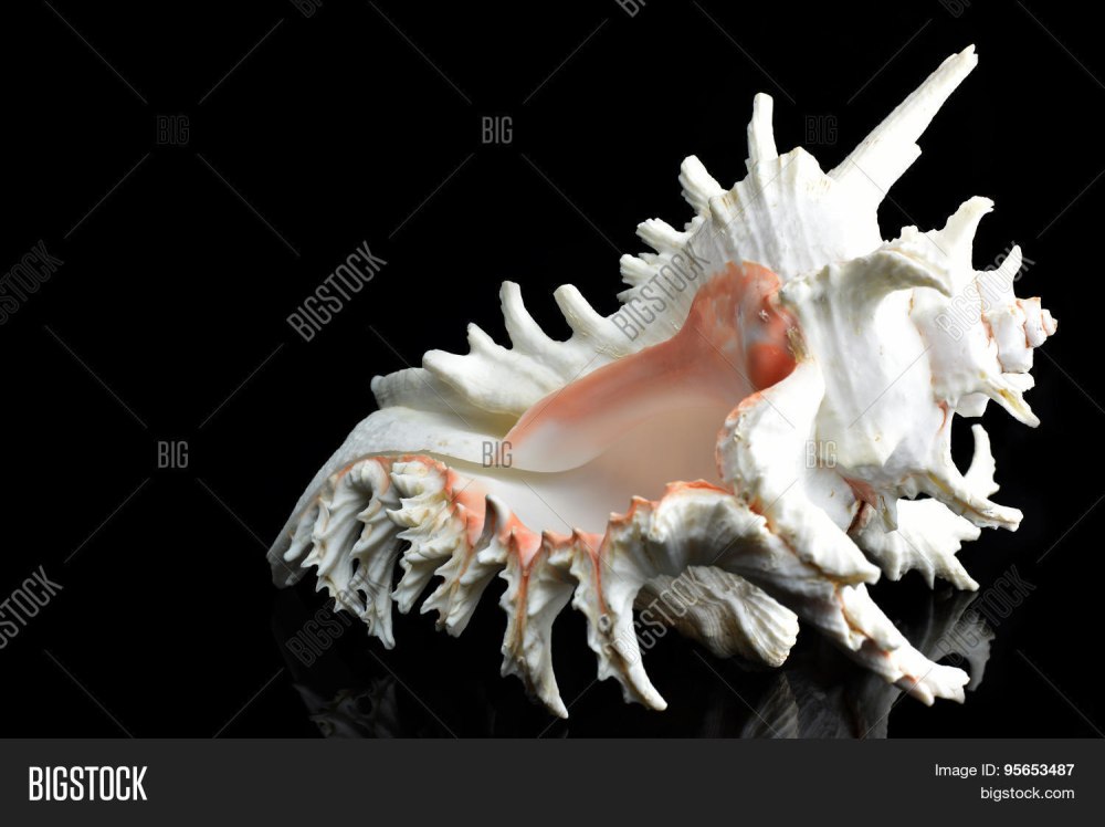 Морские раковины Murex Chicoreus