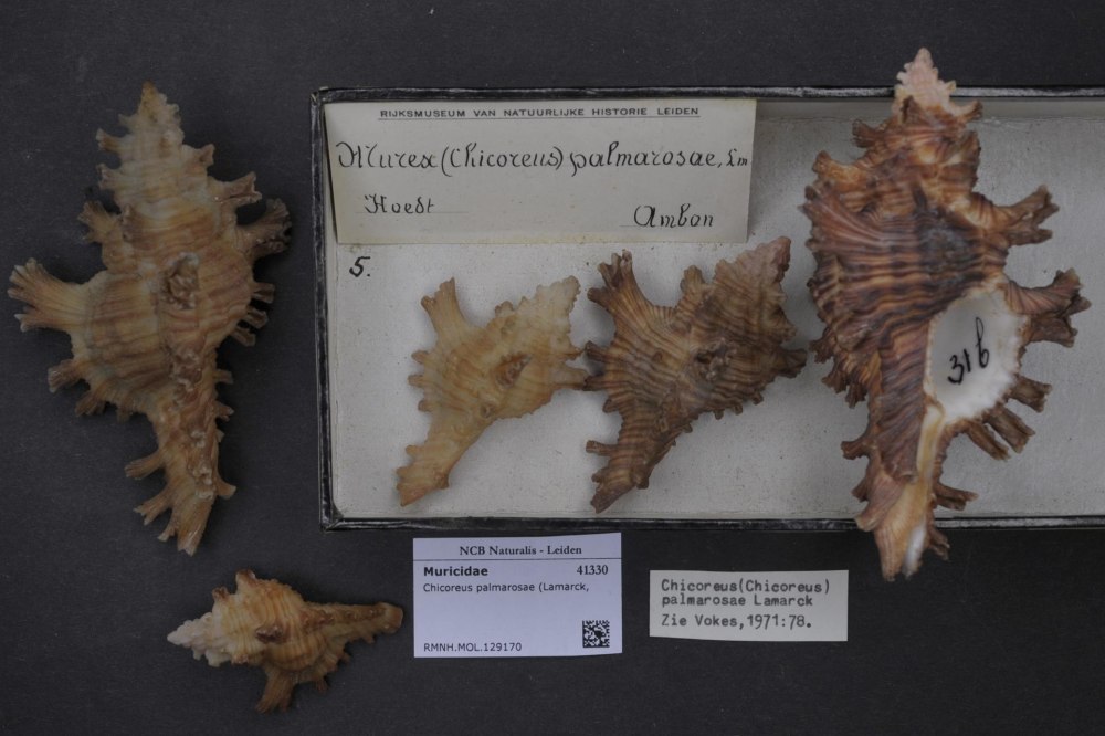 Chicoreus palmarosae