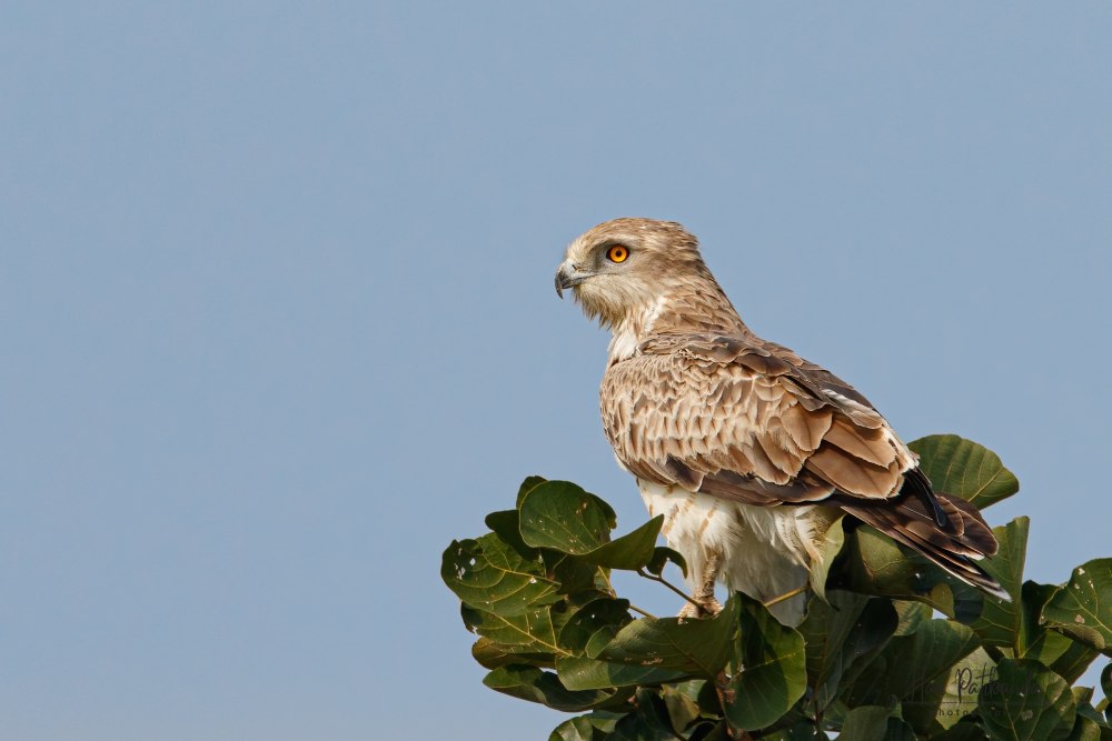 Short toed Snake Eagle Postcard
