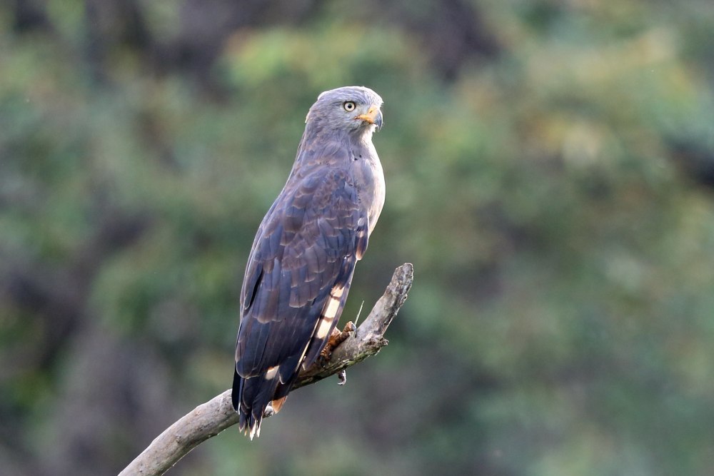 Eagle Frontier