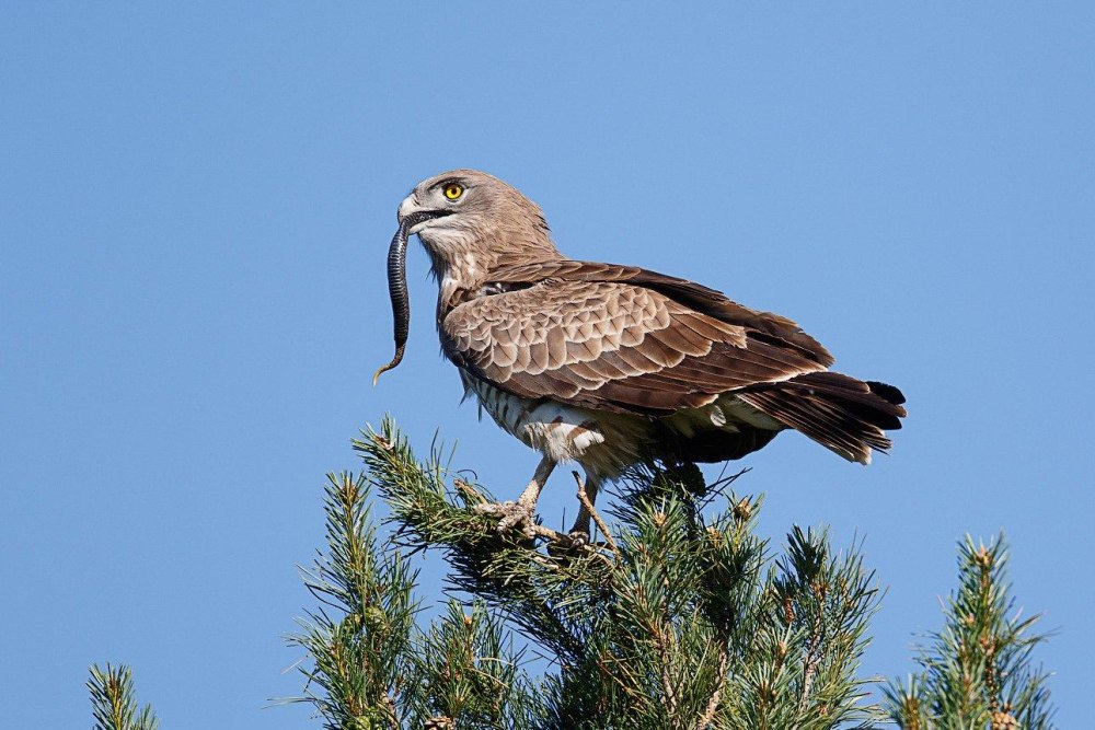 Канюк, чеглок, Змееяд