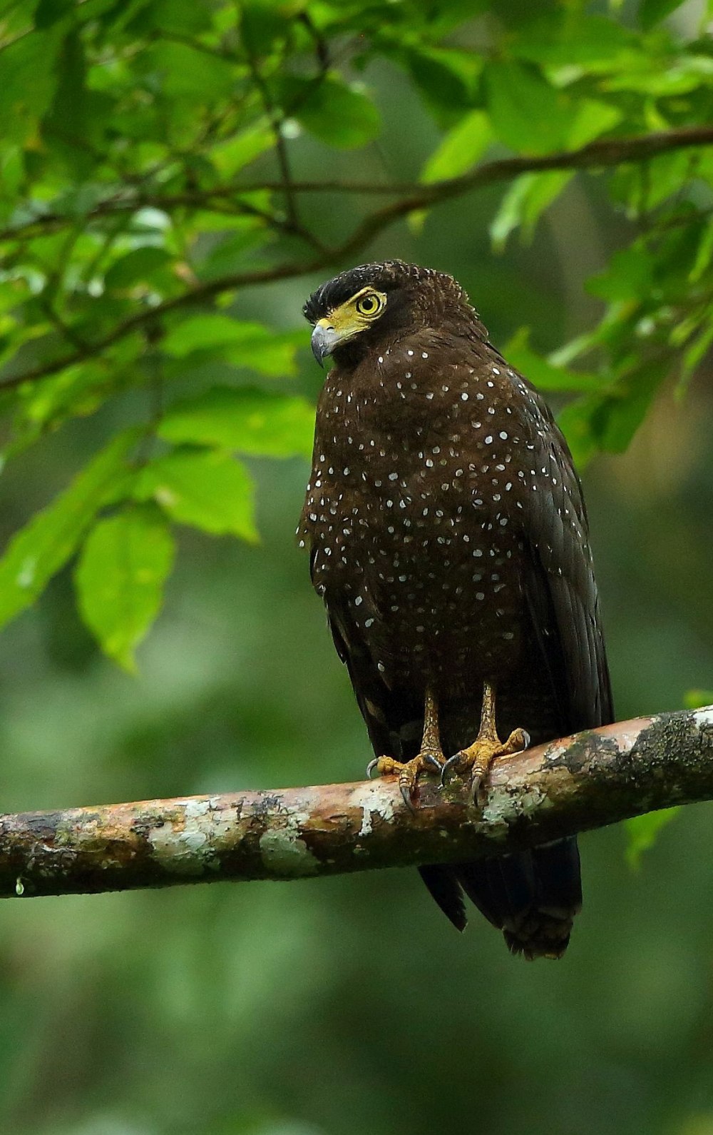 Spilornis klossi
