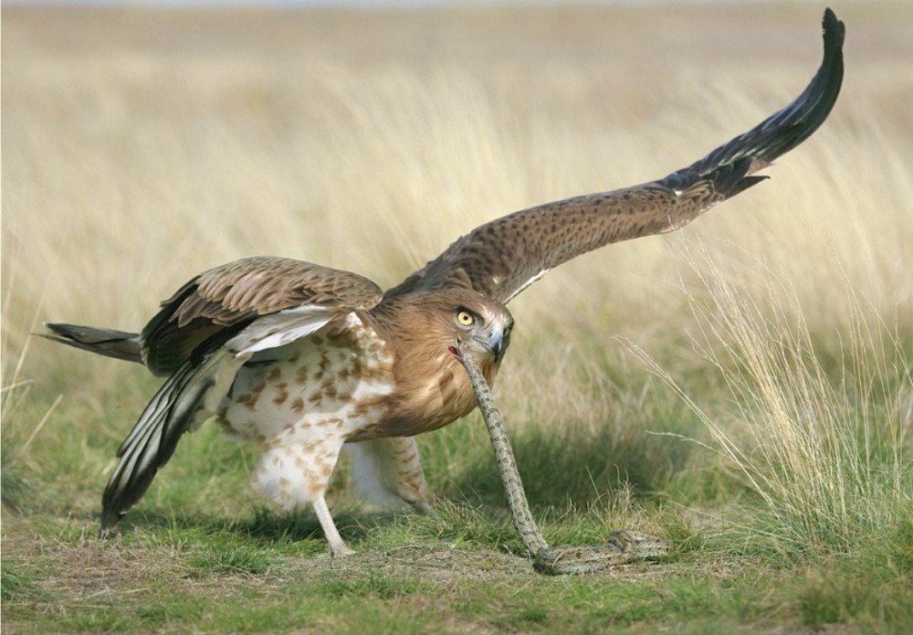 Змееяд Circaetus gallicus Gmelin