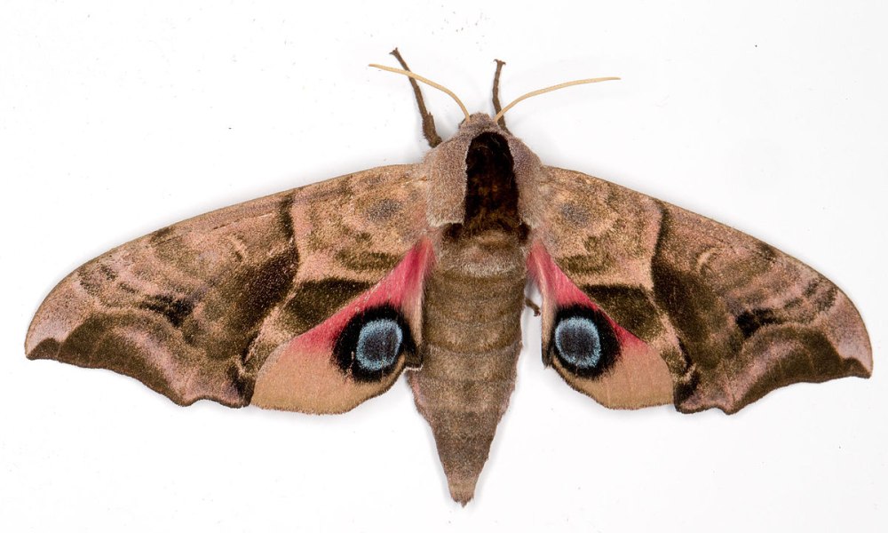 Бражник глазчатый (Smerinthus ocellatus)