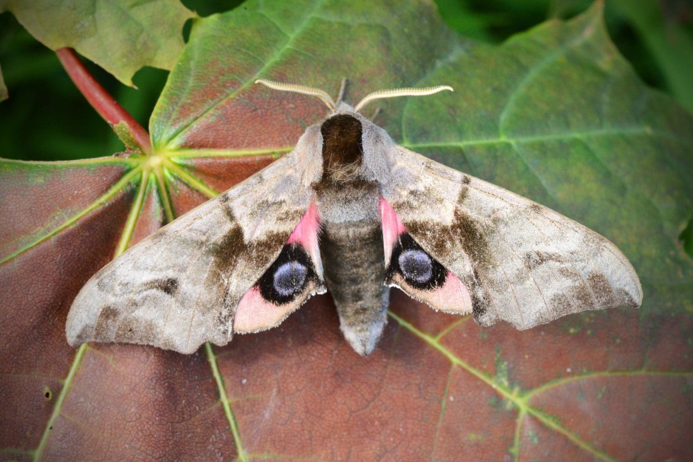 Бражник глазчатый (Smerinthus ocellatus)