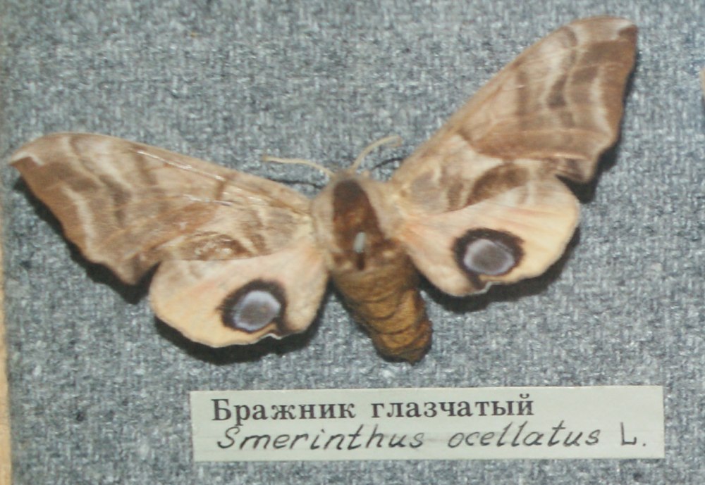 Бражник глазчатый яйца