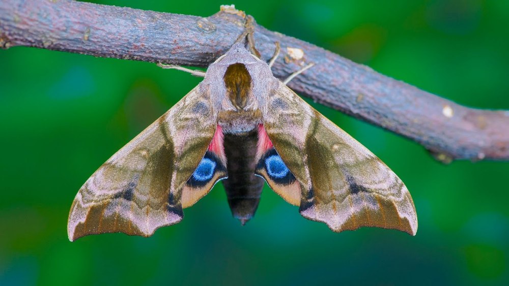 Бражник глазчатый (Smerinthus ocellata)