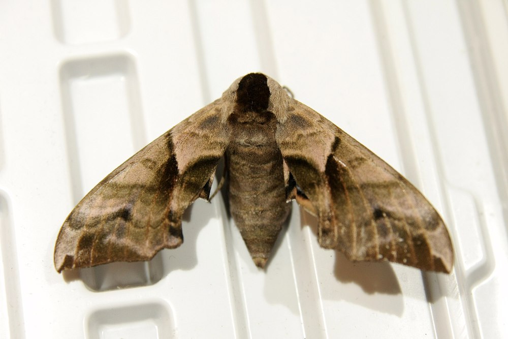 Smerinthus ocellatus гусеница