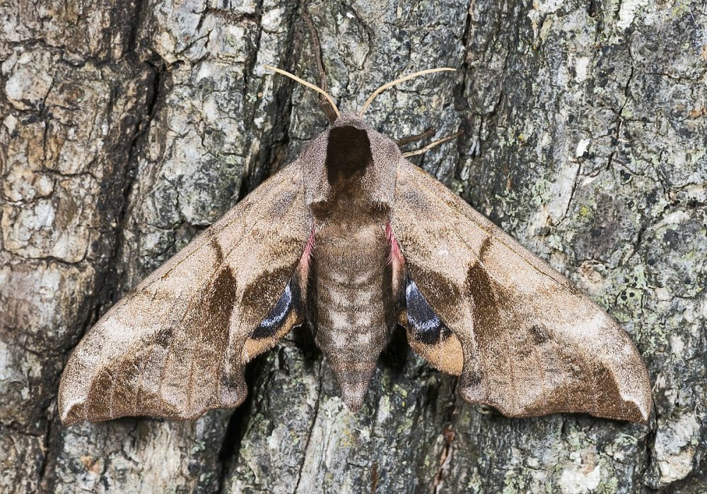 Smerinthus ocellatus гусеница