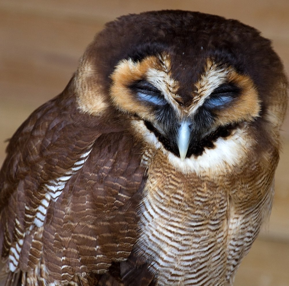 Strix chacoensis