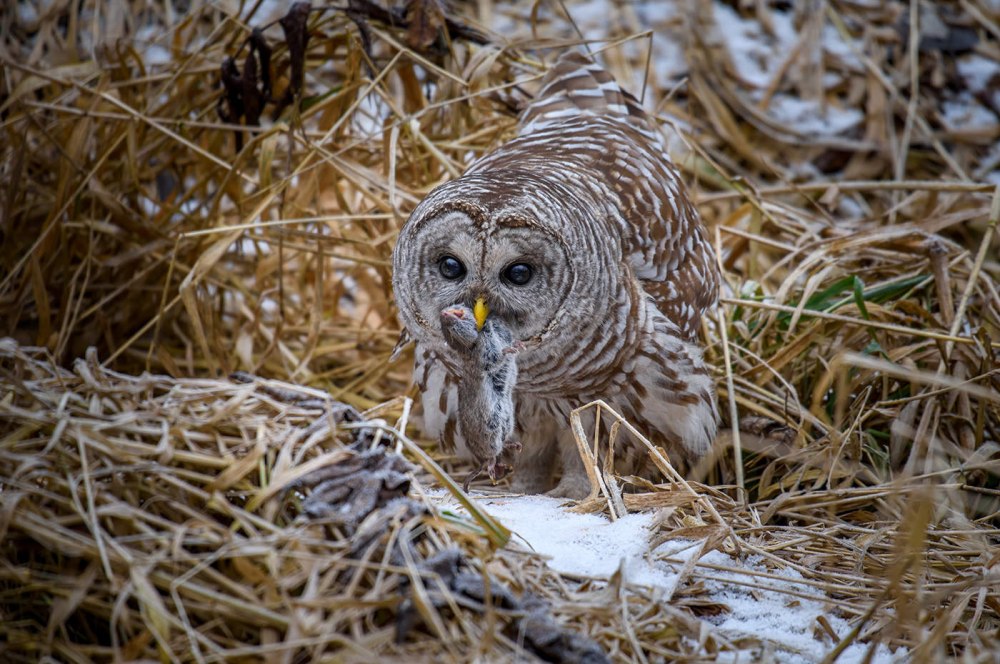 Barred Owl