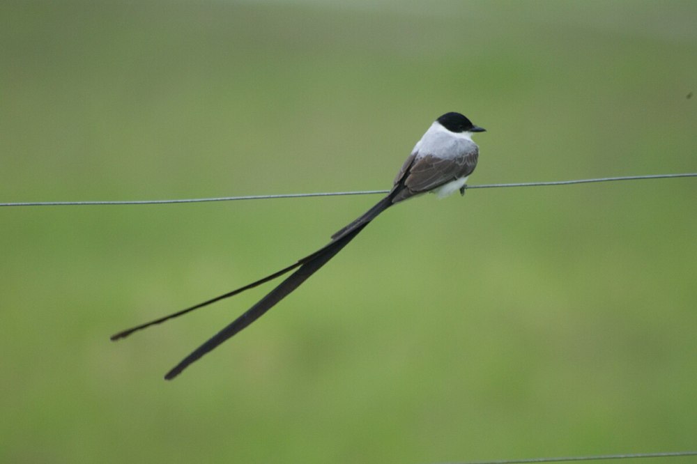 Tyrannus Savana