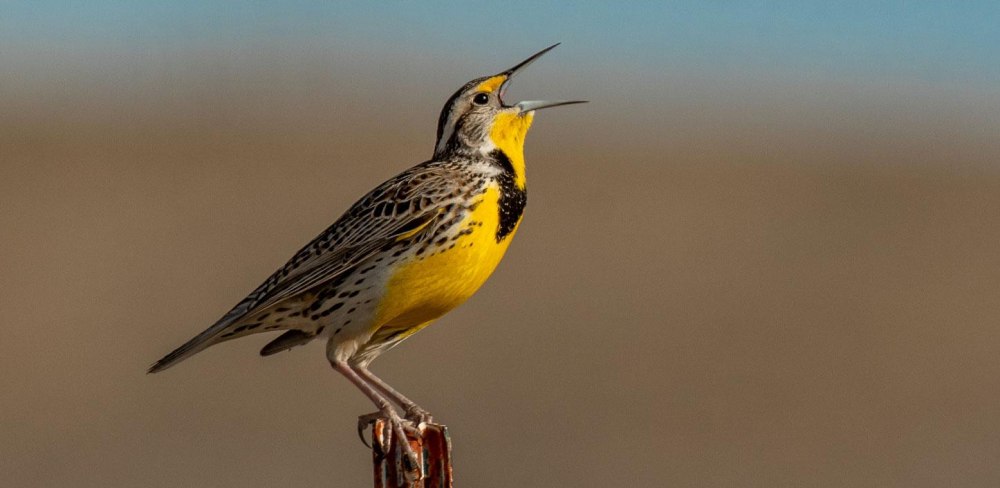 Meadowlark — sunlight