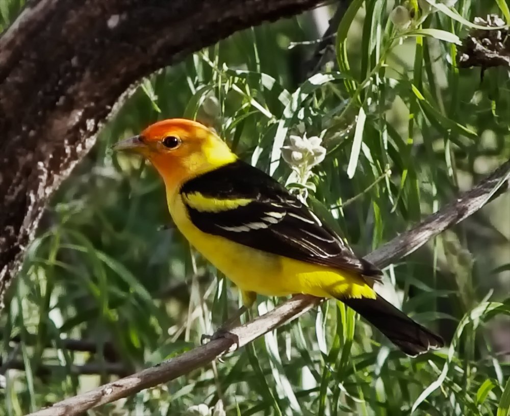 Piranga olivacea