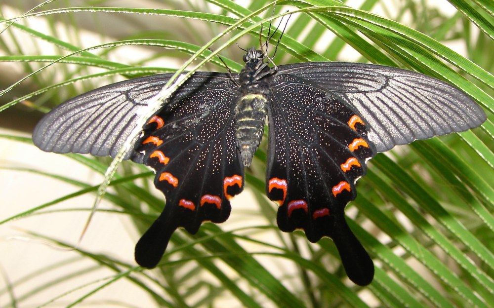 Papilio dehaanii