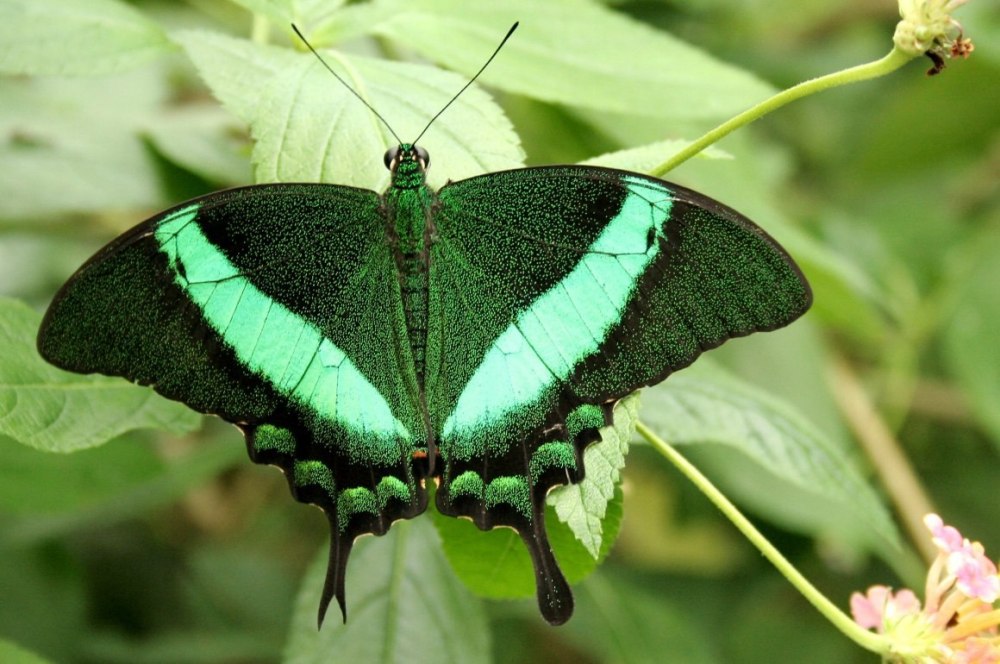 Papilio Palinurus бабочка