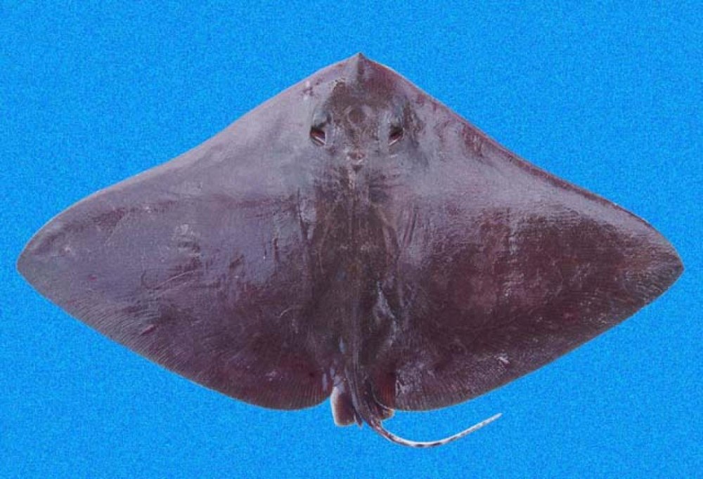 Gymnura Скат