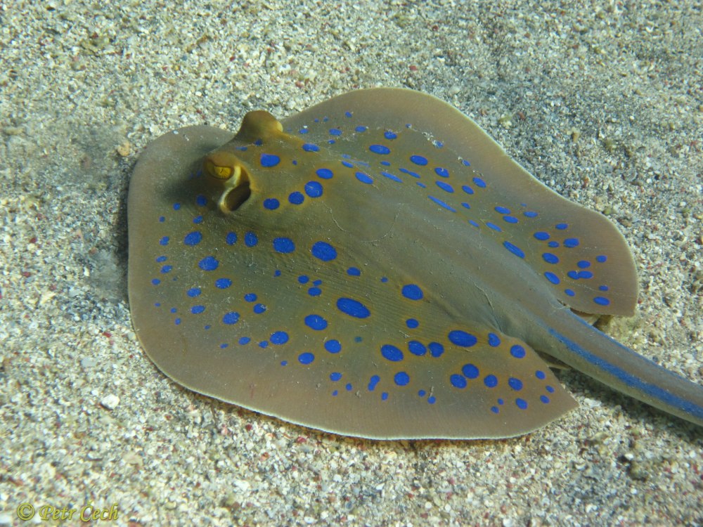 Taeniura lymma
