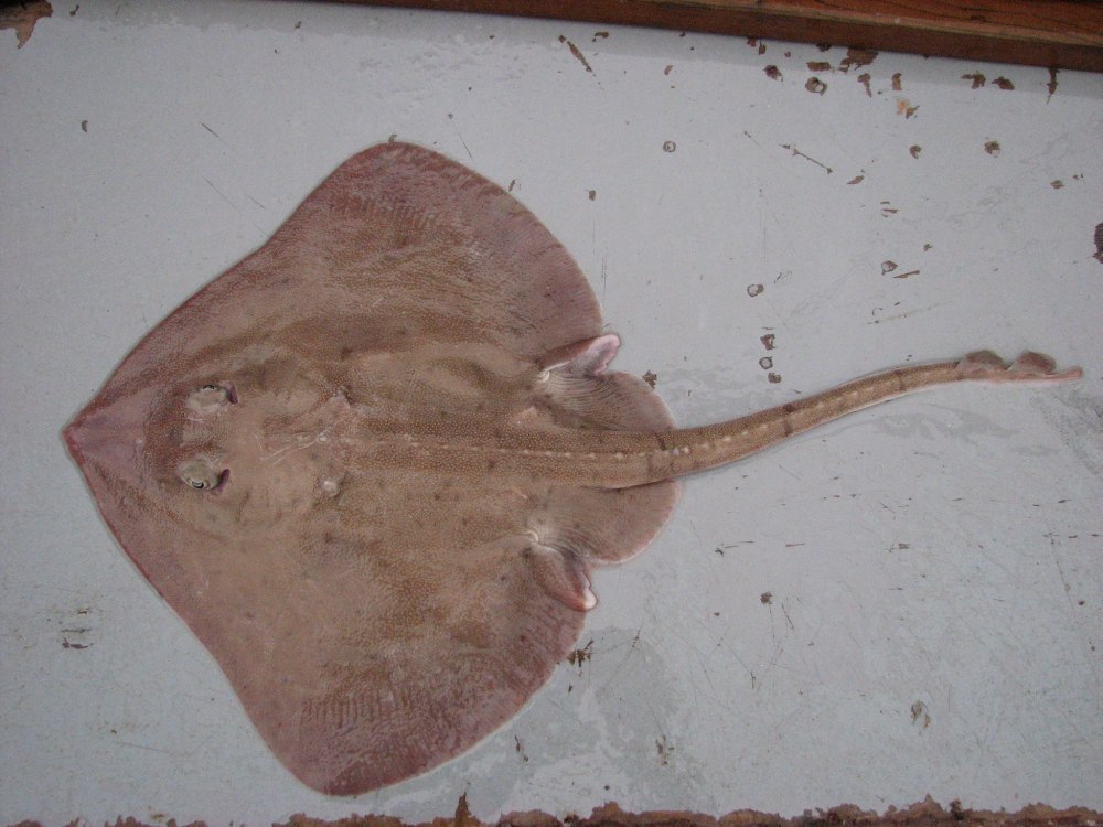 Пятнистый Скат Bathyraja maculata
