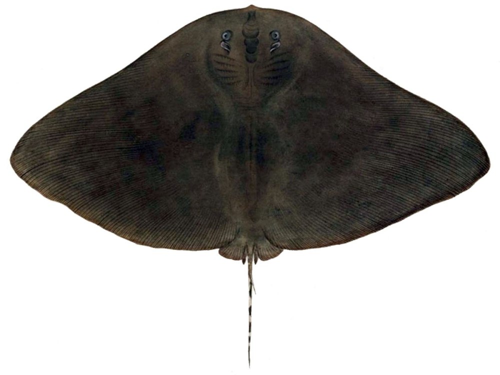 Gymnura Скат