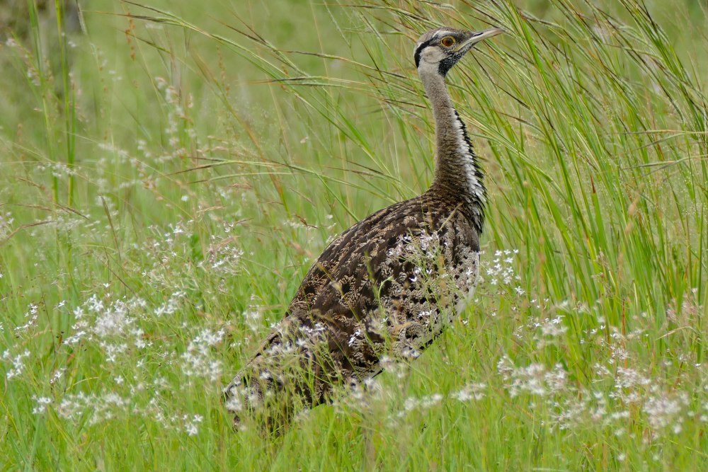 Houbaropsis bengalensis