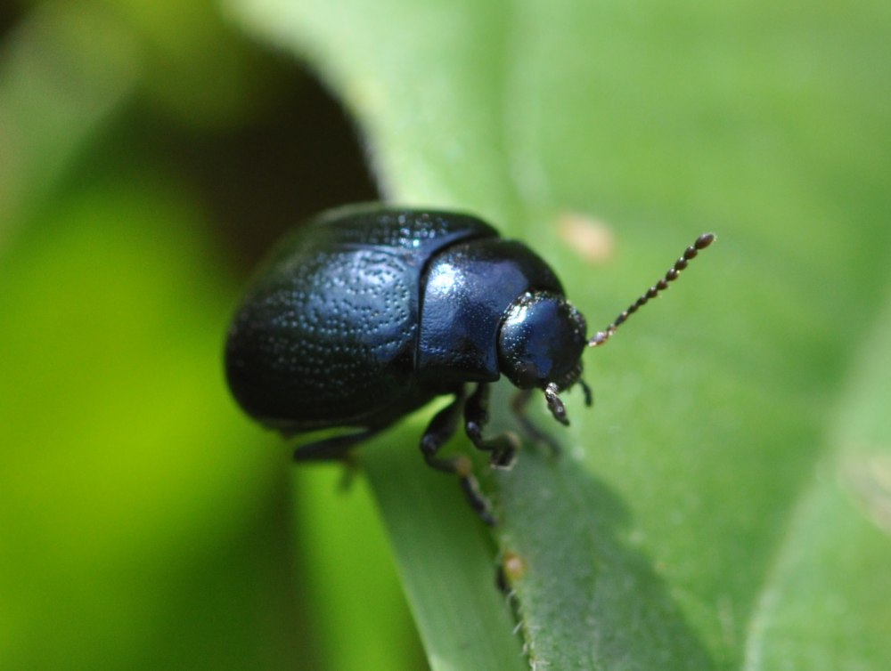 Chrysolina violacea
