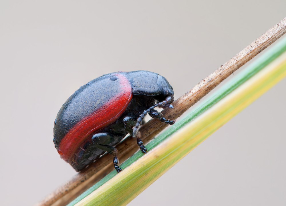 Жук Chrysolina limbata