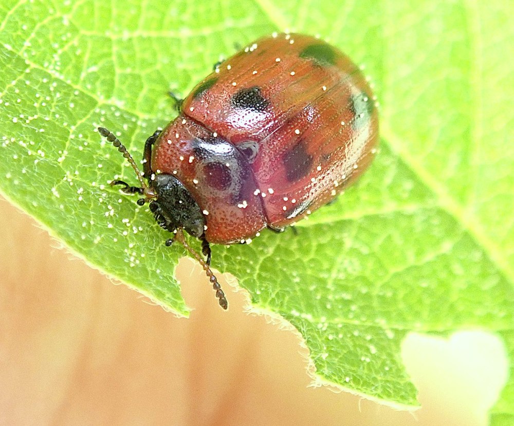 Gonioctena viminalis