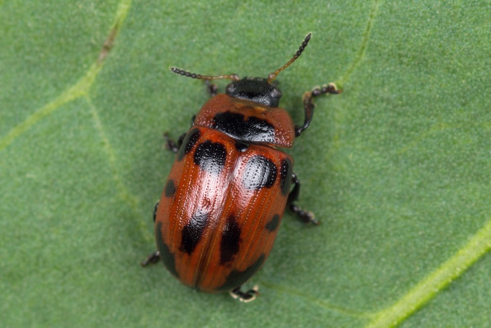 Gonioctena viminalis