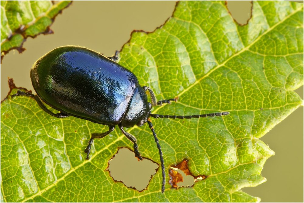 Agelastica alni