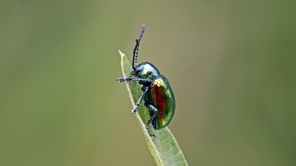 Chrysochus auratus Жук