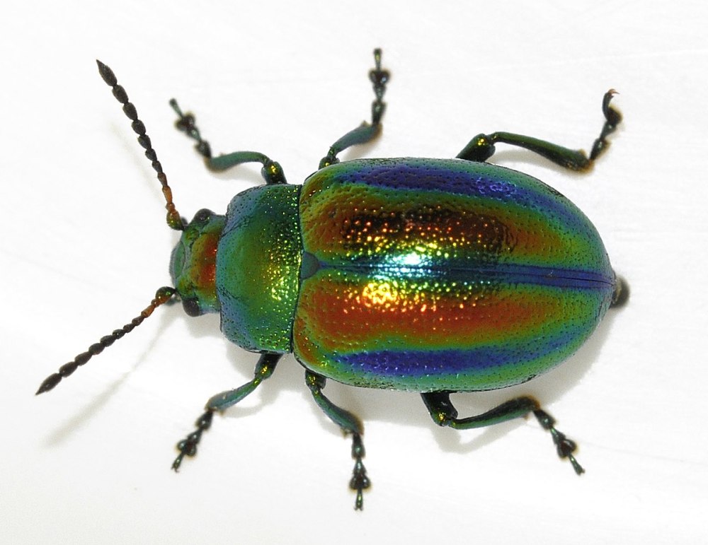 Листоед ясноточный (Chrysolina fastuosa)