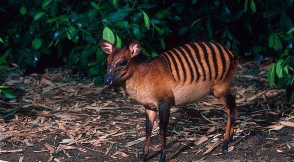 Зебровый Дукер (Cephalophus Zebra)