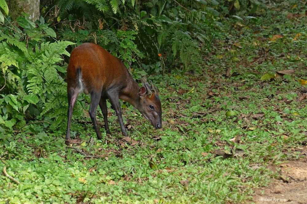 Cephalophus nigrifrons