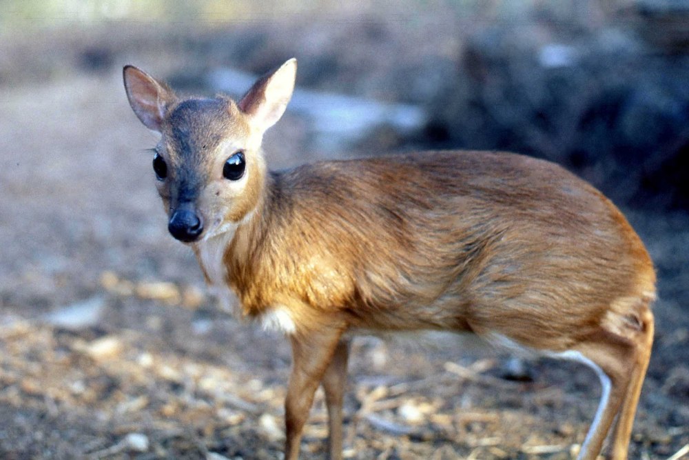 Карликовая антилопа (Neotragus pygmaeus)