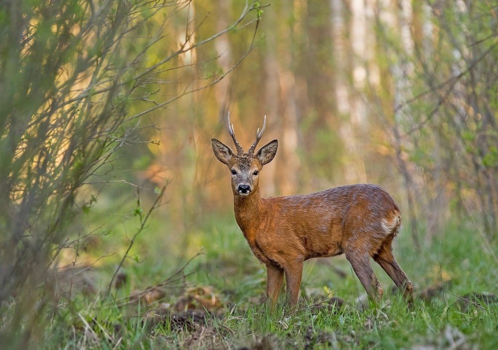 Сибирская косуля capreolus pygargus